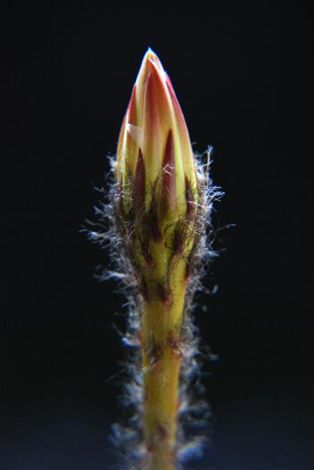 Echinopsis subdenudata 