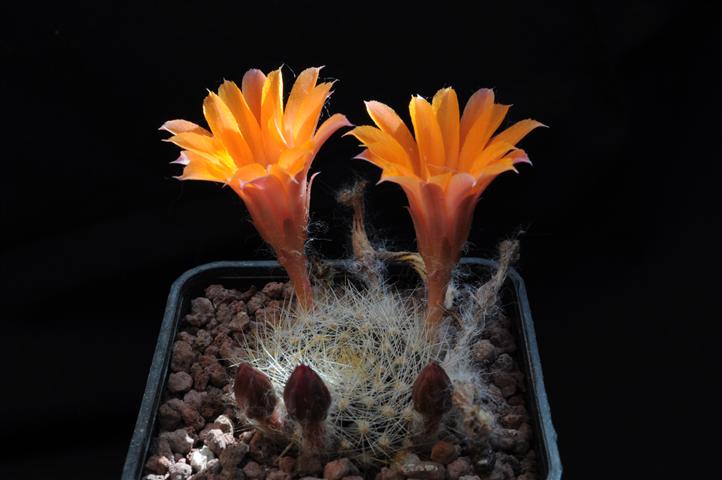 Rebutia brevistila 