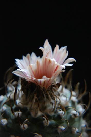 Turbinicarpus schwarzii 