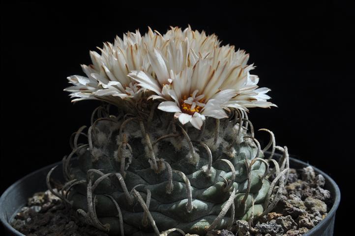 Turbinicarpus schmiedickeanus ssp. klinkerianus cv. lilinkeuiduus 