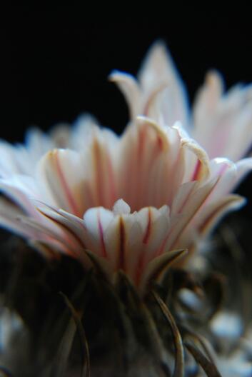 Turbinicarpus schwarzii 