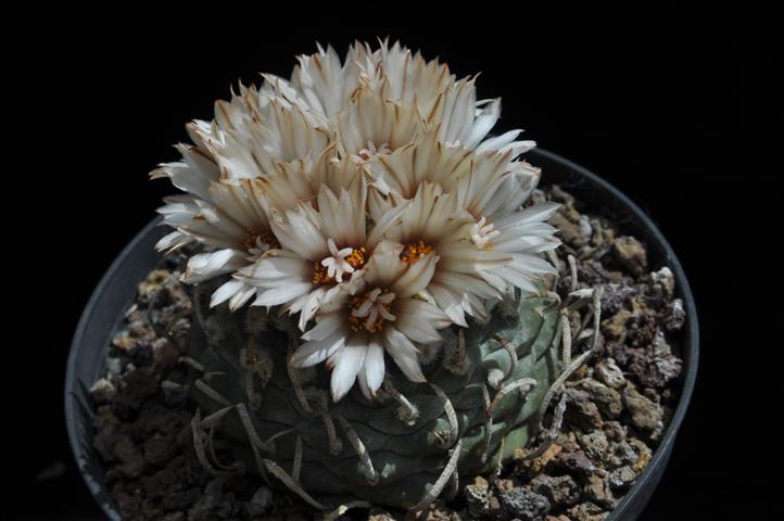 Turbinicarpus schmiedickeanus ssp. klinkerianus cv. lilinkeuiduus 