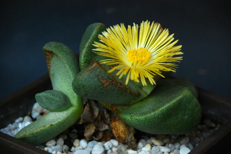 Pleiospilos bolusii 