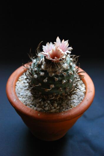 Turbinicarpus schwarzii 