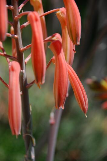 Aloe aristata 