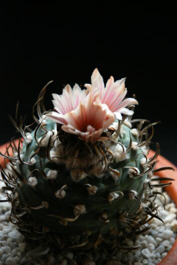 turbinicarpus schwarzii 