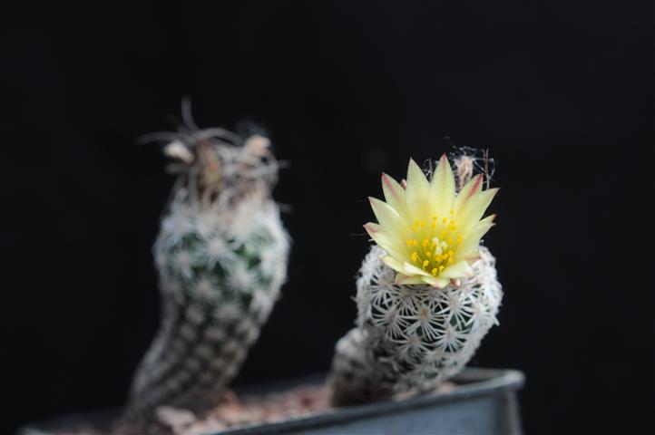 Turbinicarpus krainzianus v. minimus 