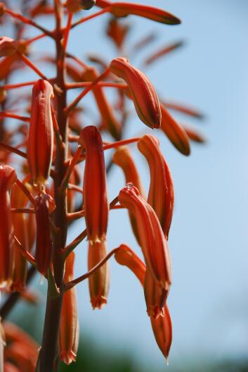 Aloe aristata 