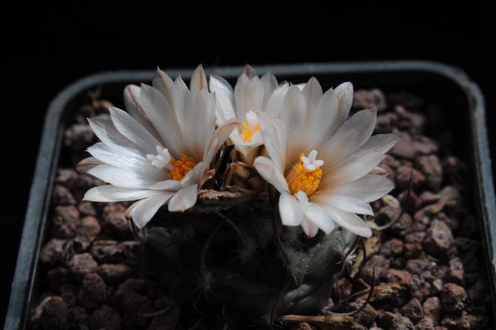 Turbinicarpus roseiflorus v. albiflorus 