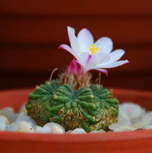 Aztekium ritteri 