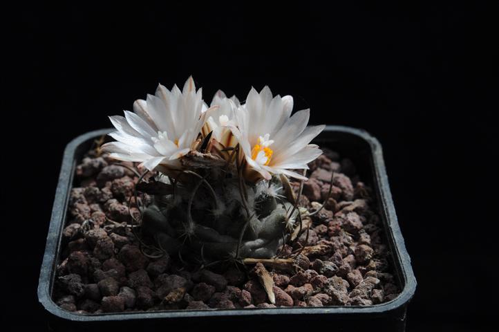 Turbinicarpus roseiflorus v. albiflorus 