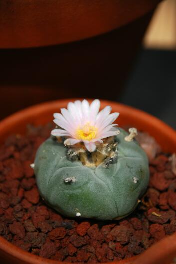 Lophophora diffusa MK 85.255