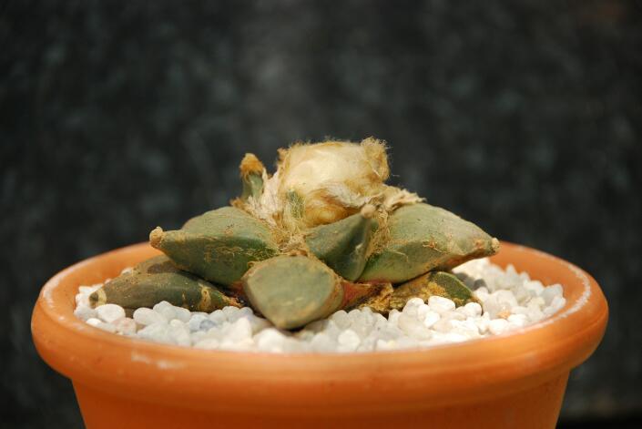 Ariocarpus retusus v. furfuraceus 