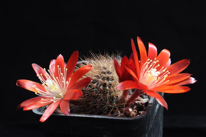 Rebutia fulviseta WR587