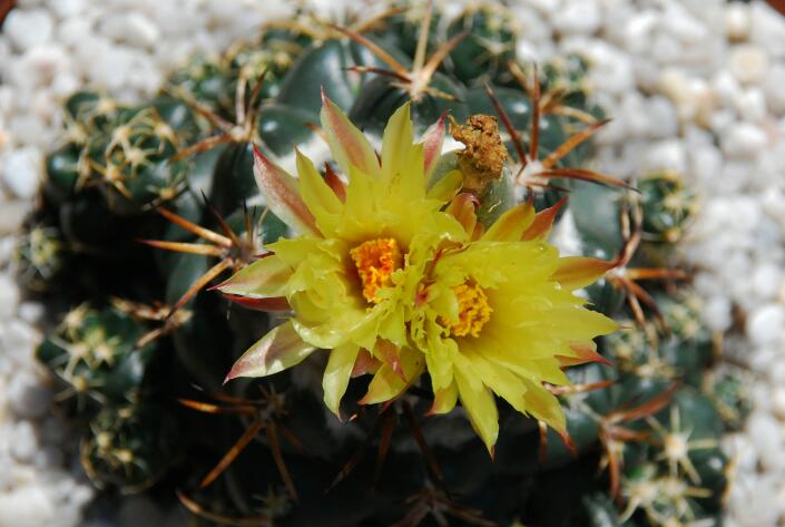 Coryphantha elephantidens 