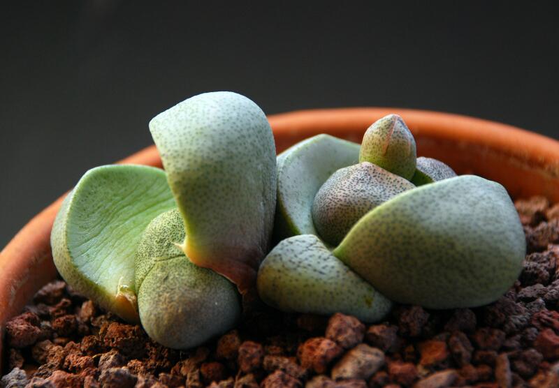 Pleiospilos nelii 