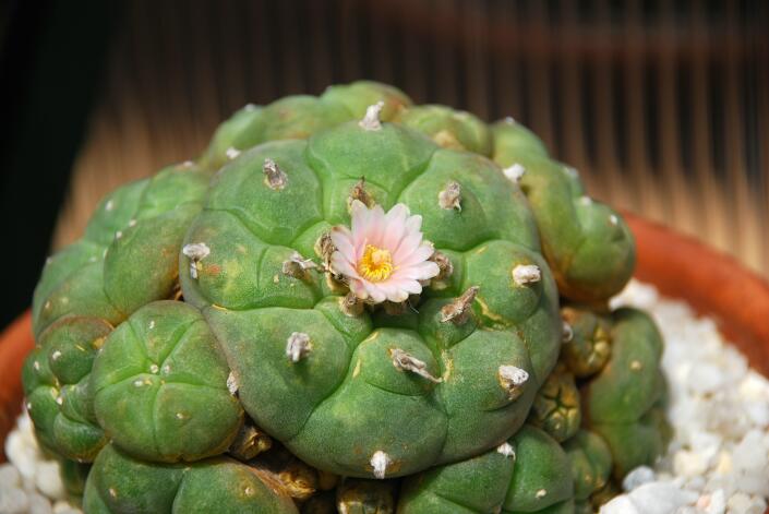 Lophophora williamsii v. caespitosa 