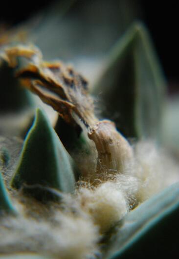 Ariocarpus retusus 