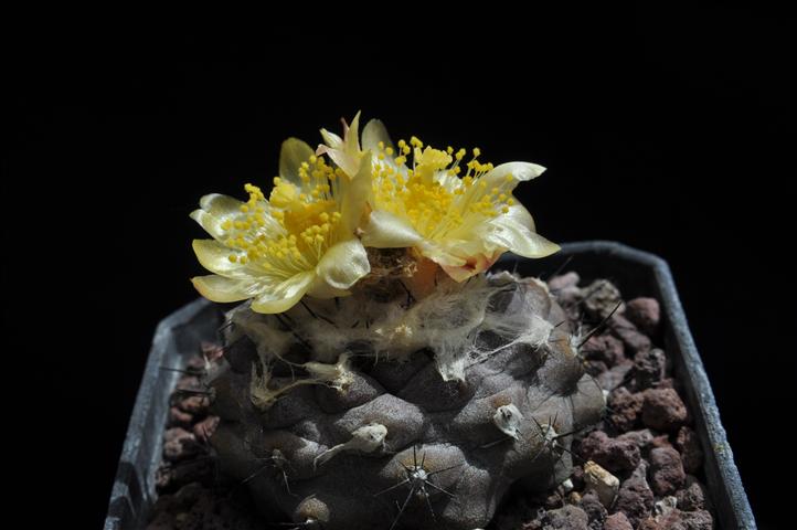 Copiapoa hypogaea v. barquitensis 