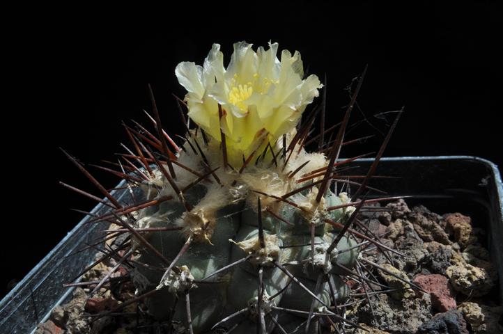 Copiapoa mollicula 