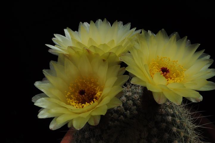 Notocactus concinnus v. apricus 