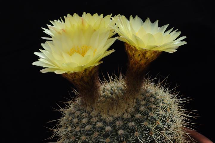 Notocactus concinnus v. apricus 