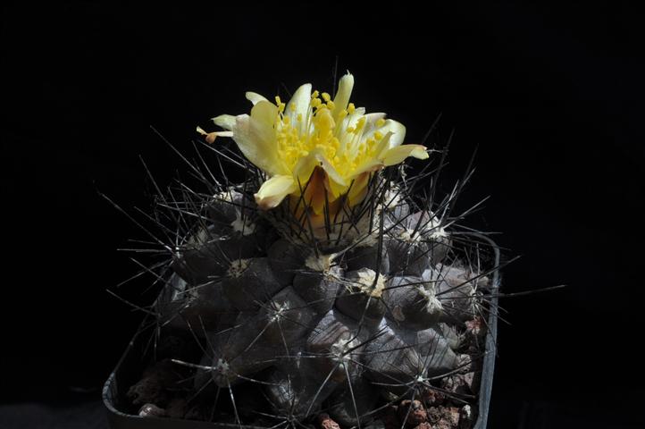 Copiapoa maritima KK1709