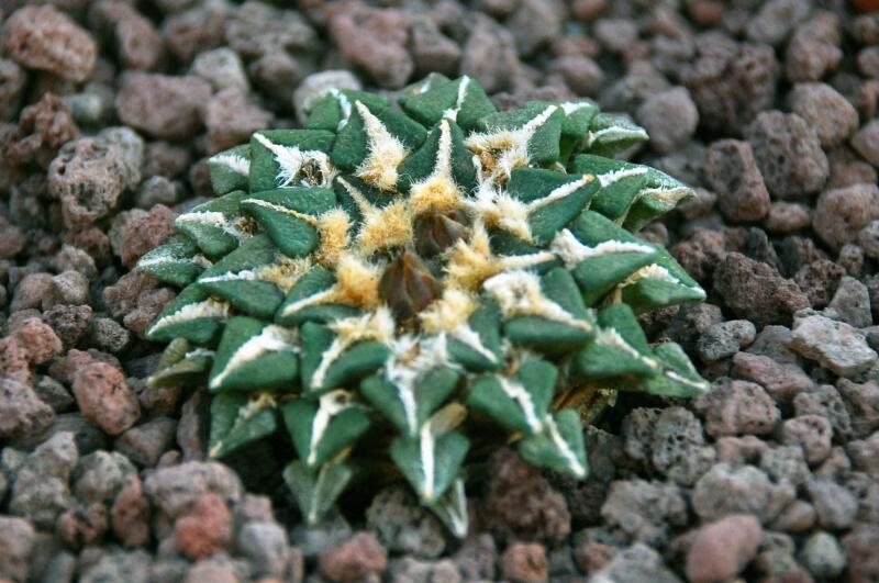 Ariocarpus kotschoubeyanus 