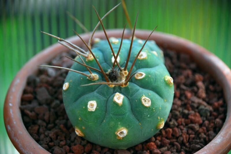 Matucana madisoniorum 