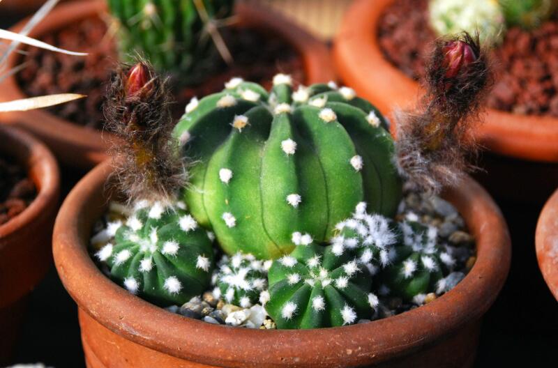 Echinopsis subdenudata 