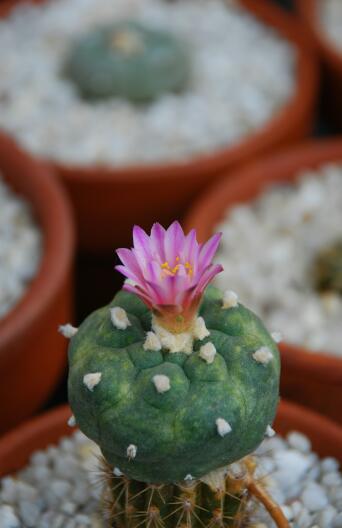 lophophora williamsii x turbinicarpus lophophoroides