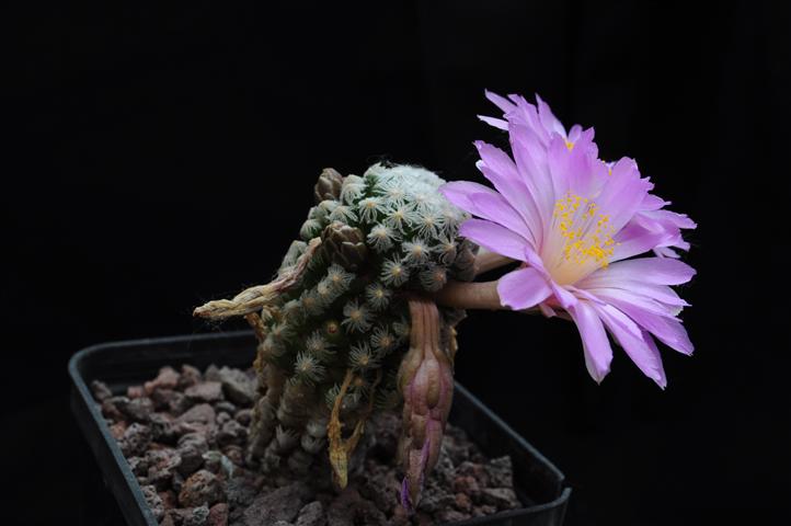 Mammillaria theresae 