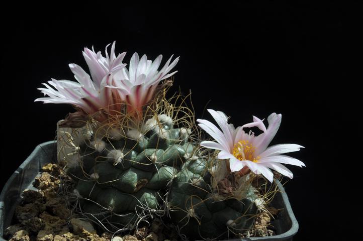 Turbinicarpus pseudomacrochele 