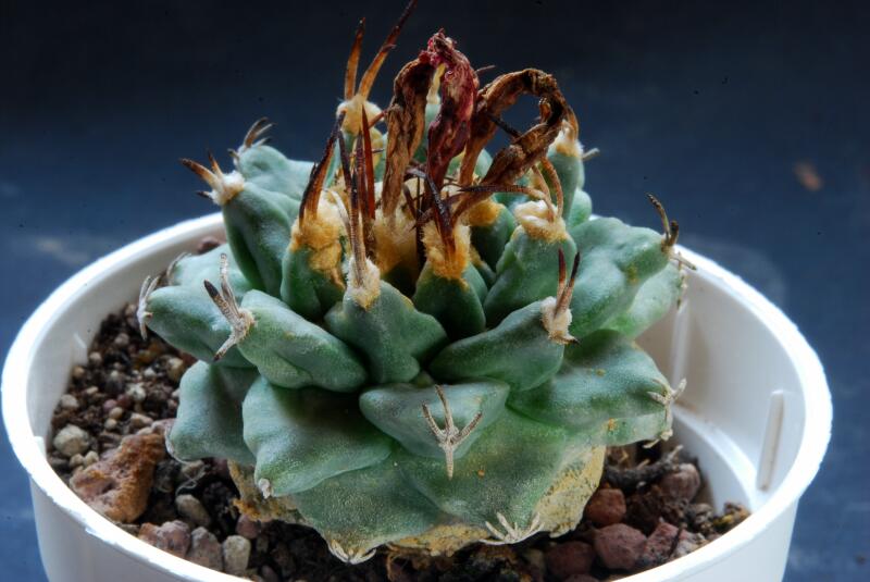 Turbinicarpus alonsoi 