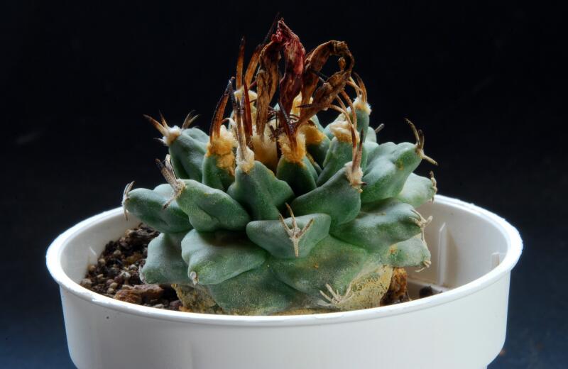 Turbinicarpus alonsoi 