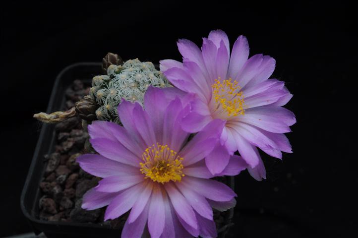 Mammillaria theresae 