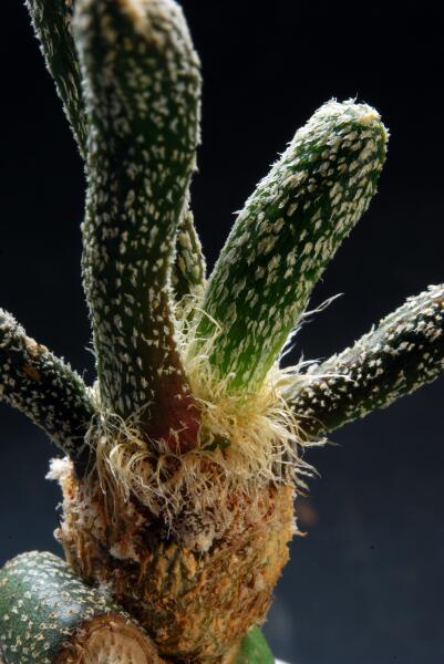 Astrophytum caput-medusae 