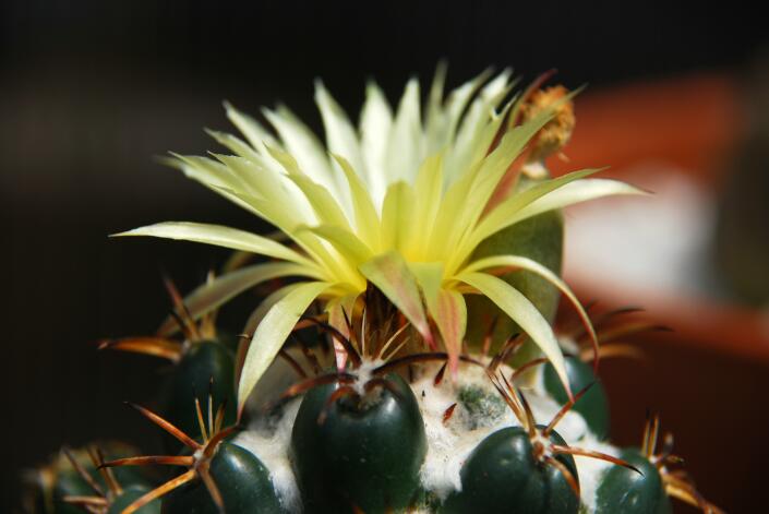 Coryphantha elephantidens 