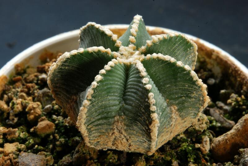 Aztekium hintonii 