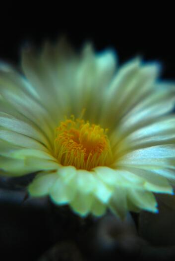 Astrophytum myriostigma 