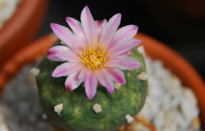 Lophophora williamsii x turbinicarpus lophophoroides 