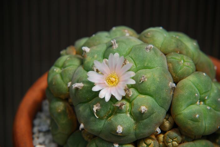 Lophophora diffusa MK 85.255