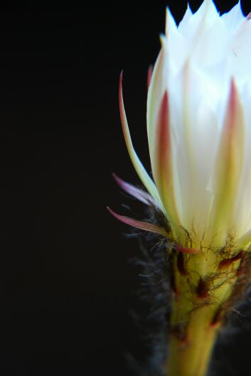 Echinopsis subdenudata 