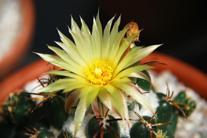 Coryphantha elephantidens 