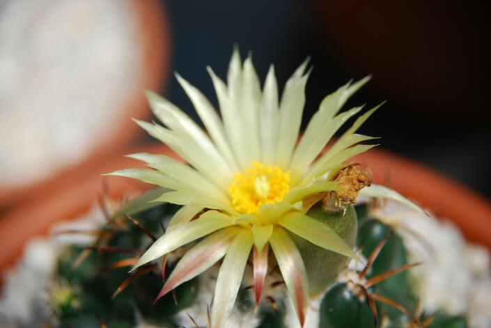 Coryphantha elephantidens 