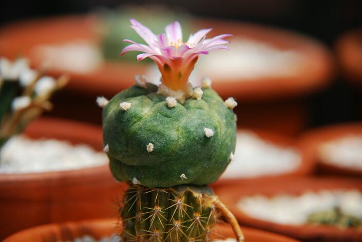 Lophophora williamsii x turbinicarpus lophophoroides 