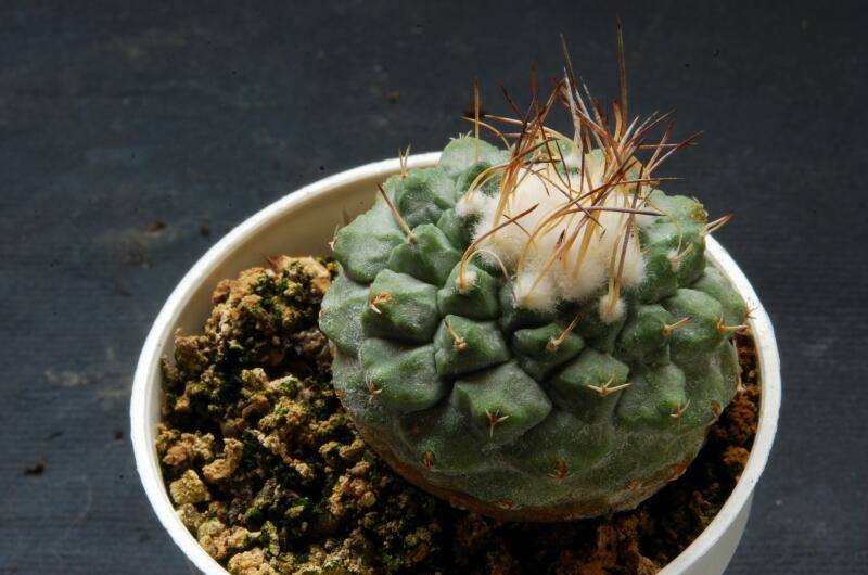 Strombocactus disciformis 