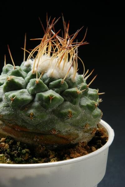 Strombocactus disciformis 