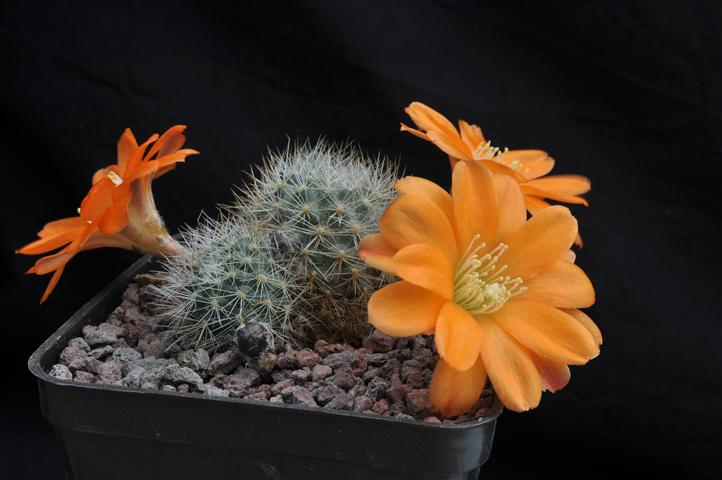 Rebutia simoniana R739