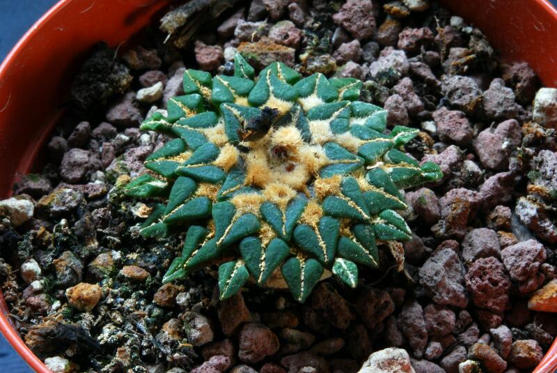 Ariocarpus kotschoubeyanus v. elephantidens 